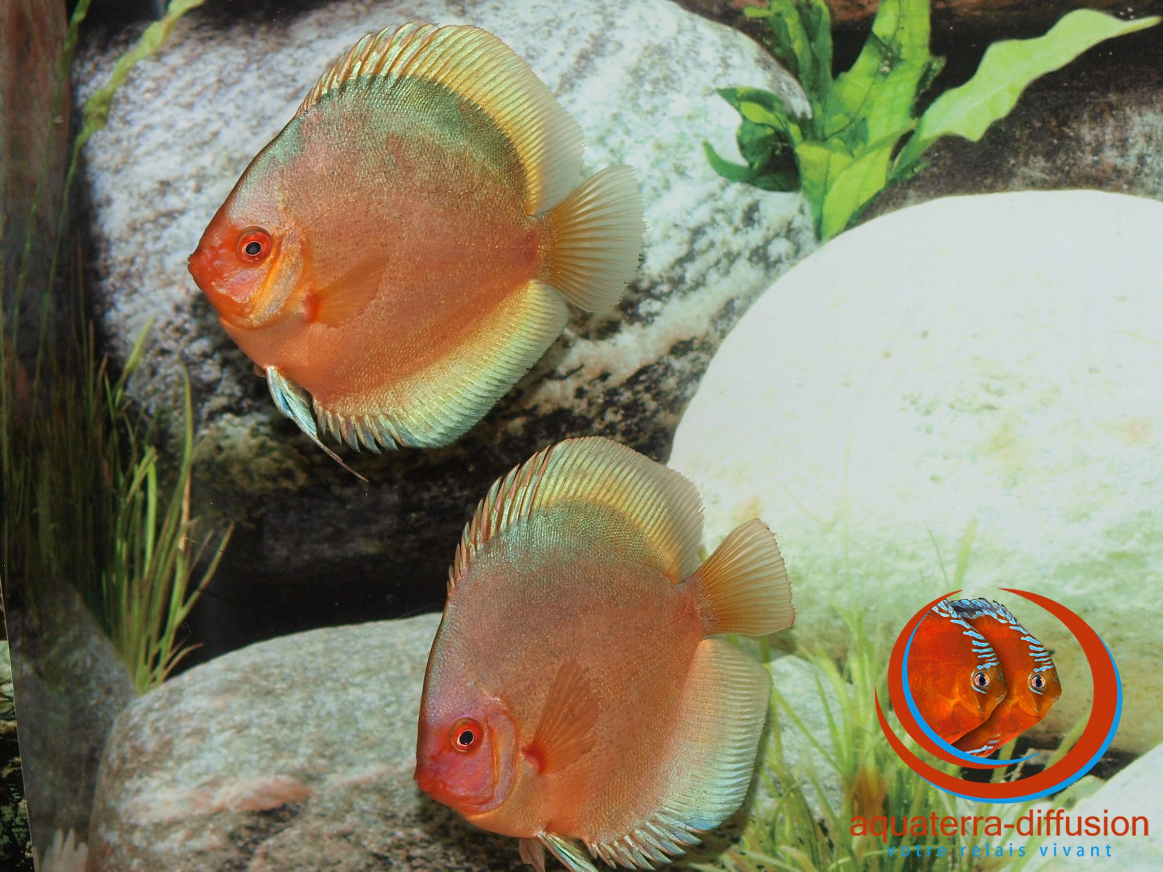 Discus Green Angel