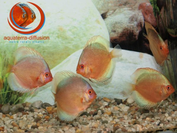 Discus Green Angel