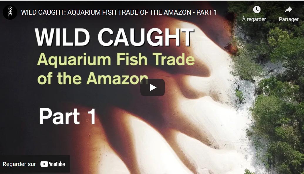 Vidéo sur le commerce des poissons en Amazonie