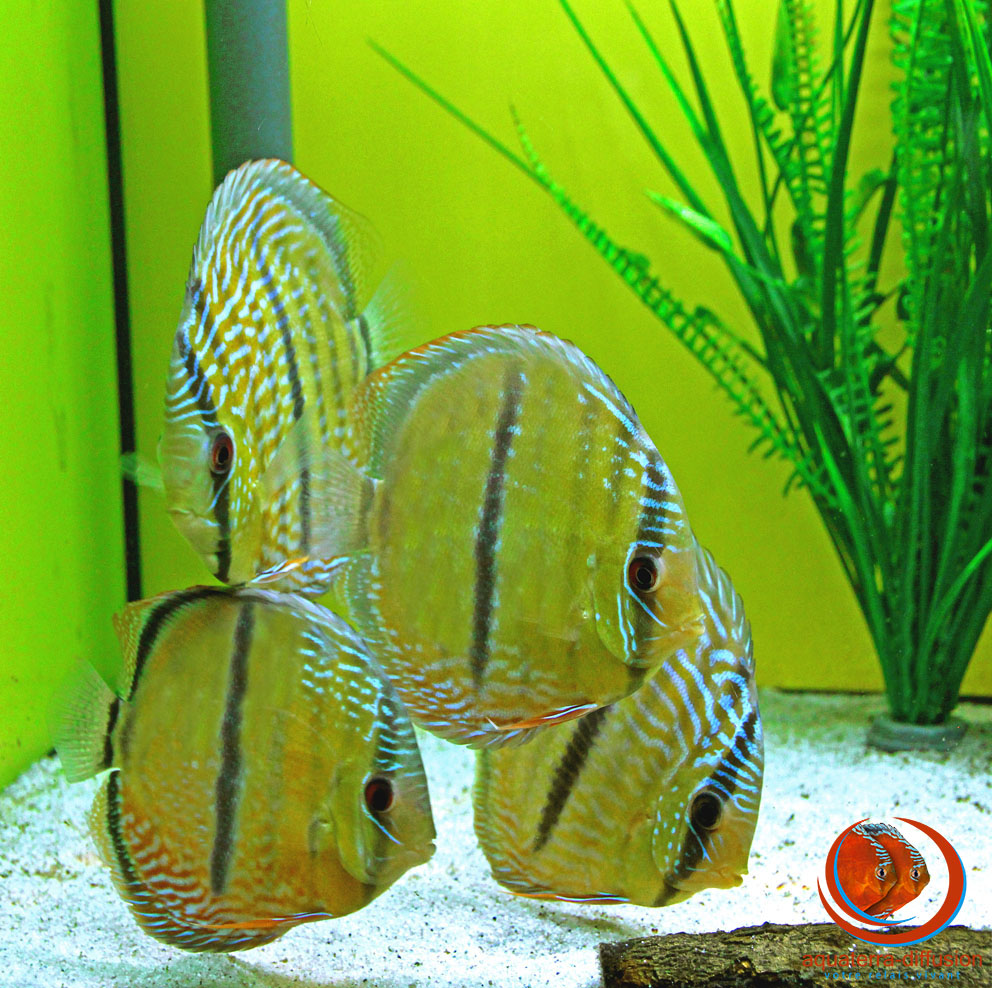 Discus Sauvage ICA HECKEL • AquaterraDiffusion